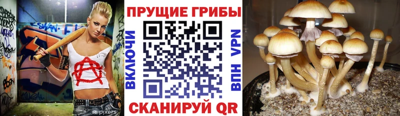купить наркоту  Невельск  Псилоцибиновые грибы ЛСД 